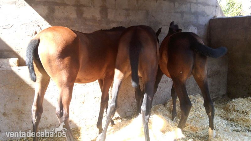 Potros/as 100%  escalera  in 