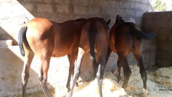 Potros/as 100% escalera