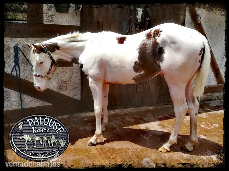 POTRO AMERICANO PAINT HORSE REGISTRADO in 