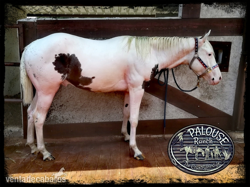 PAINT HORSE 