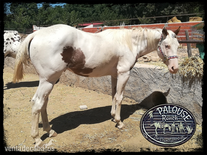 PAINT HORSE  {TYPE}