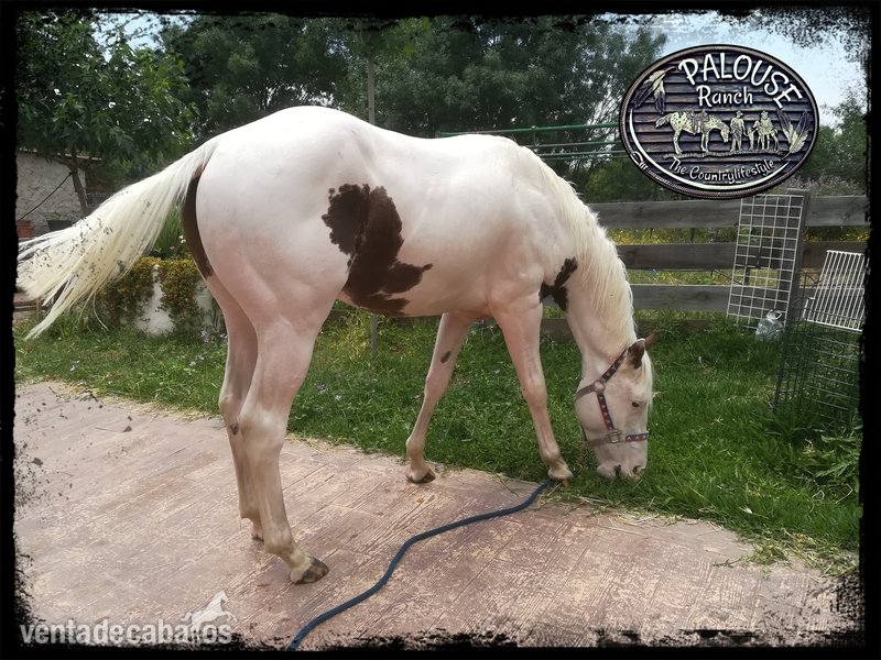 Caballos Enteros PAINT HORSE  - POTRO AMERICANO PAINT HORSE REGISTRADO