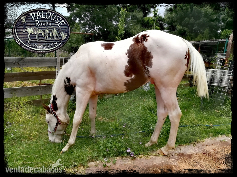 POTRO AMERICANO PAINT HORSE REGISTRADO - Caballos Enteros PAINT HORSE 