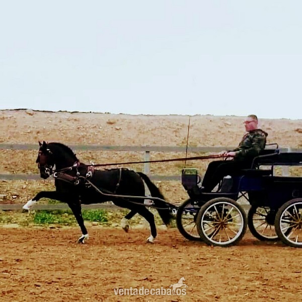 Caballos hackney.para cubrir.es.espetacular in 