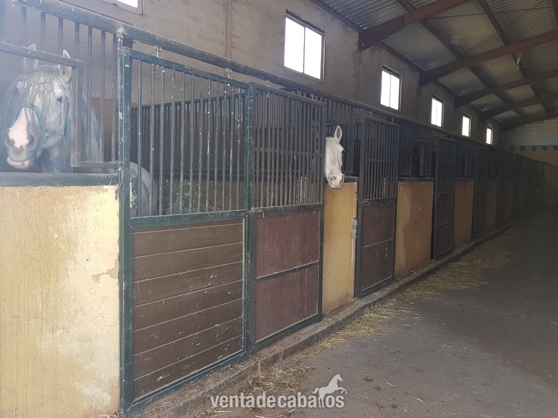 Se venden 60 Caballos/Yeguas Hijos por venta de finca  in 