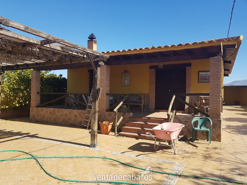 Caballos Enteros Semental  - Se venden 60 Caballos/Yeguas Hijos por venta de finca 