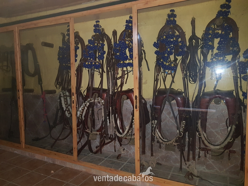 Se venden 60 Caballos/Yeguas Hijos por venta de finca  - Caballos Enteros Semental 