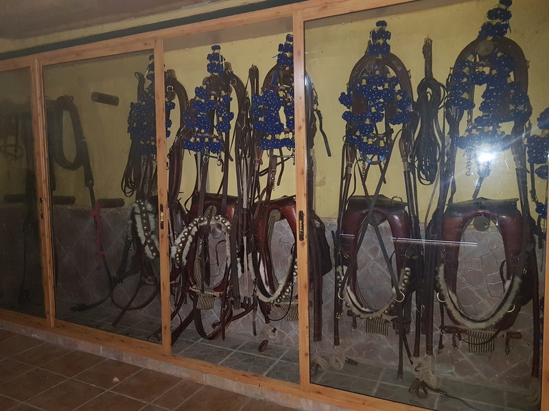 Se venden 60 Caballos/Yeguas Hijos por venta de finca  - Caballos Enteros Semental 