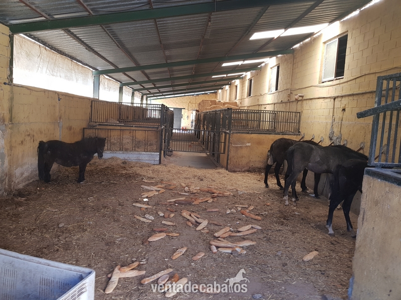 Se venden 60 Caballos/Yeguas Hijos por venta de finca  - Semental 