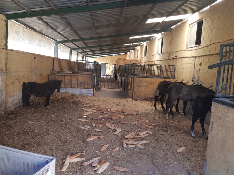 Se venden 60 Caballos/Yeguas Hijos por venta de finca  - Semental 