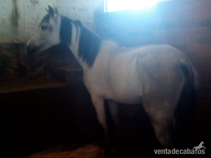 Vendo yegua PRE in 