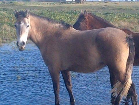 Hispano-Arabe