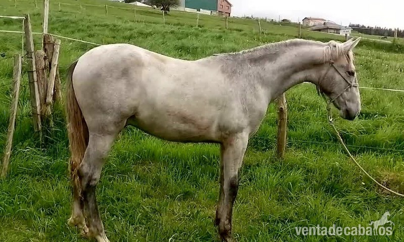 Pura Raza Española