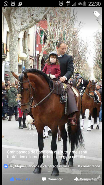 Se vende caballo P.R.E. in 