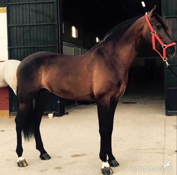 Caballos Pura Raza Española (P.R.E.) Pura Raza Española - Ovalo Arb En VENTA