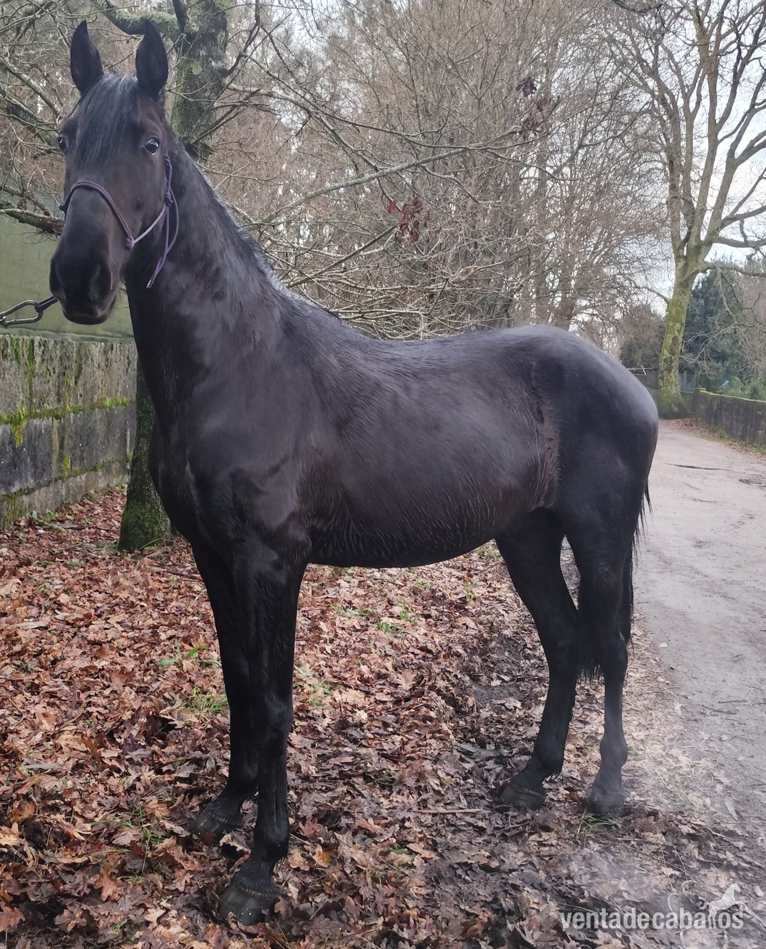  Se vende lusitano