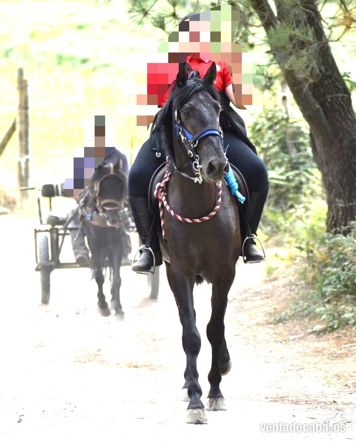 Se vende lusitano - Caballos Enteros in 