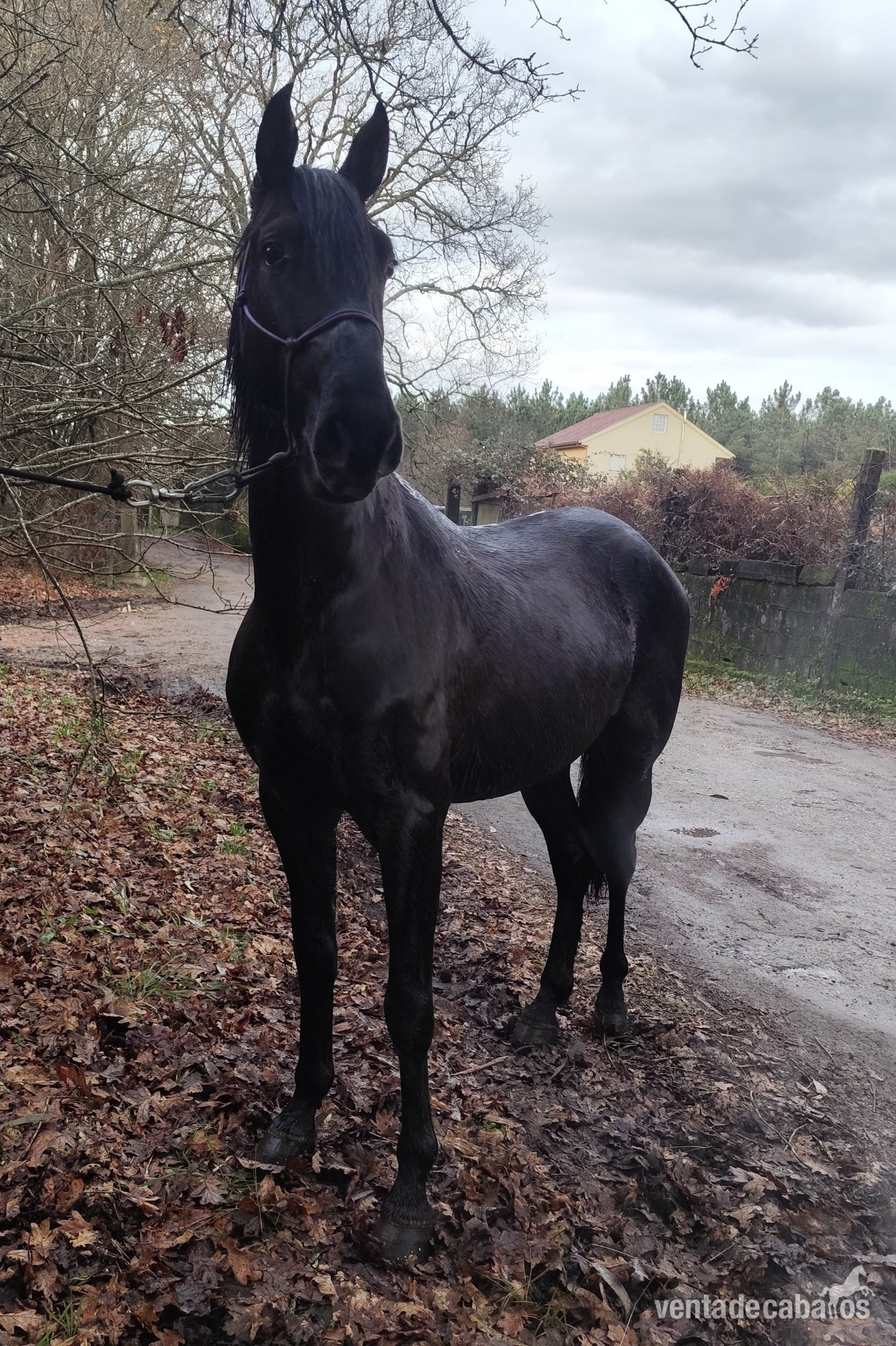Se vende lusitano - Caballos Enteros