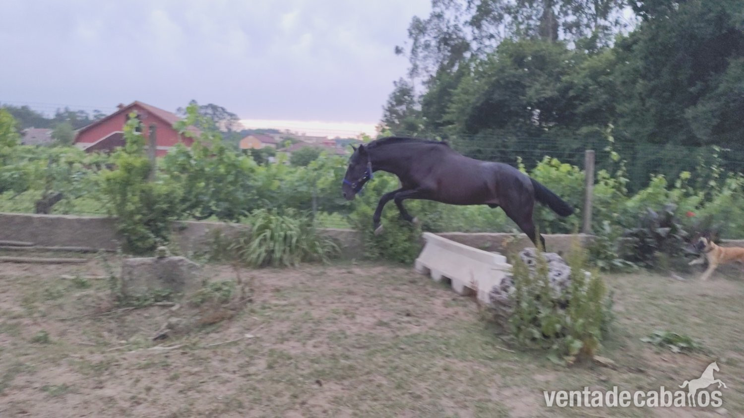 Se vende lusitano 