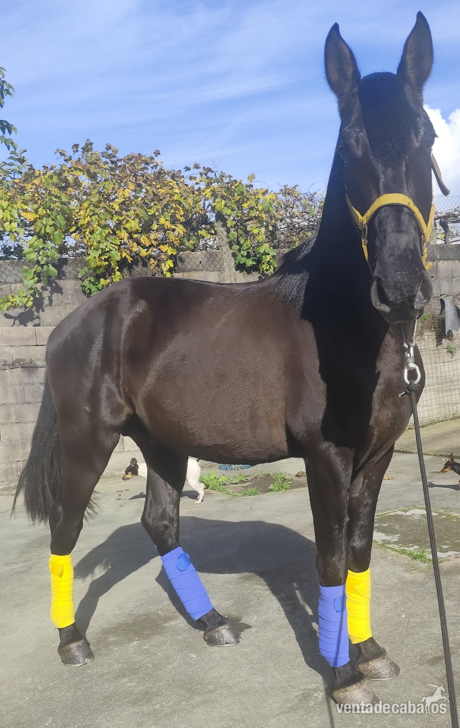 Caballos Enteros - Se vende lusitano in 