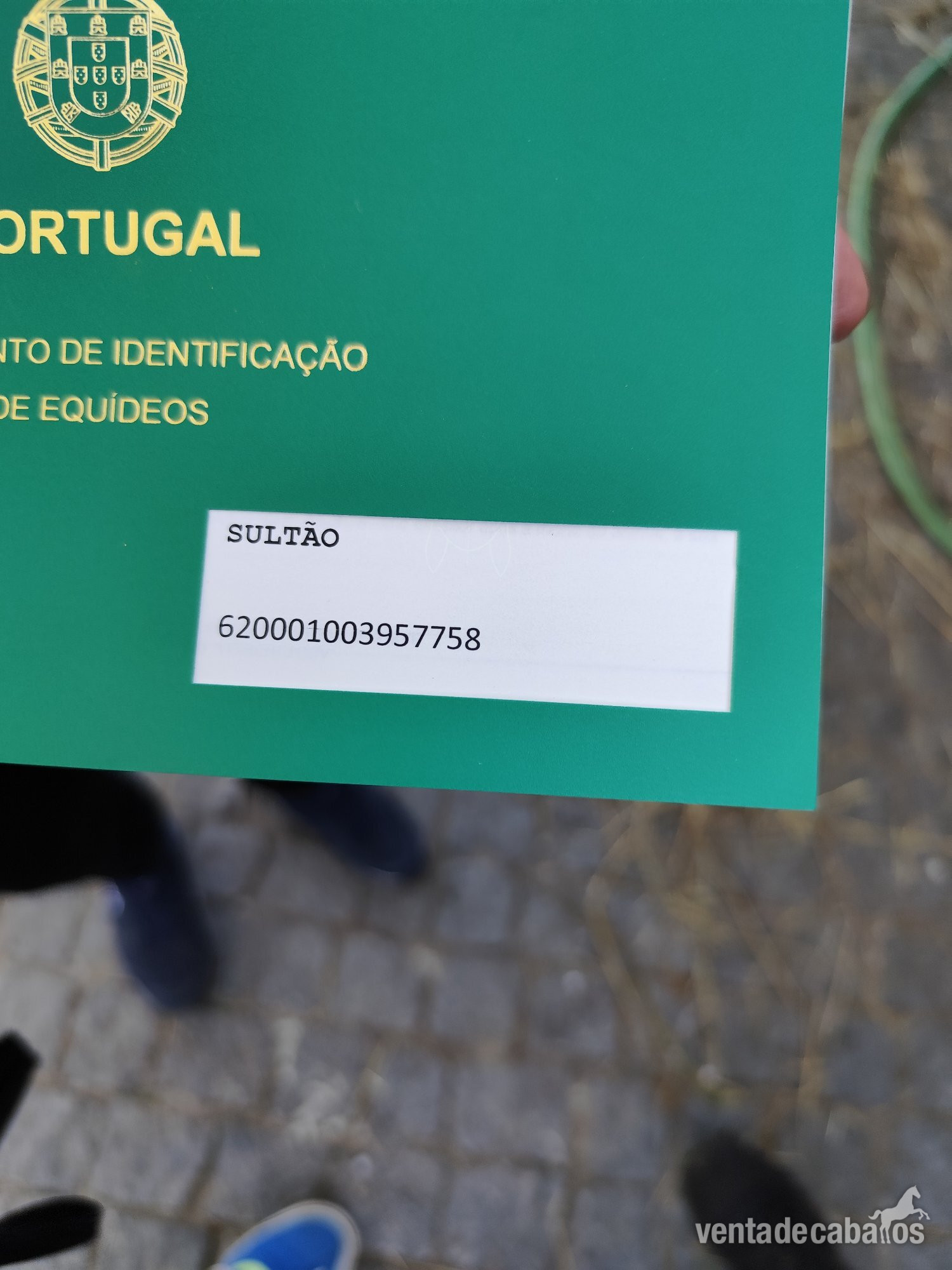 Caballos Enteros - Se vende lusitano