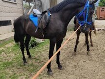 Se vende lusitano