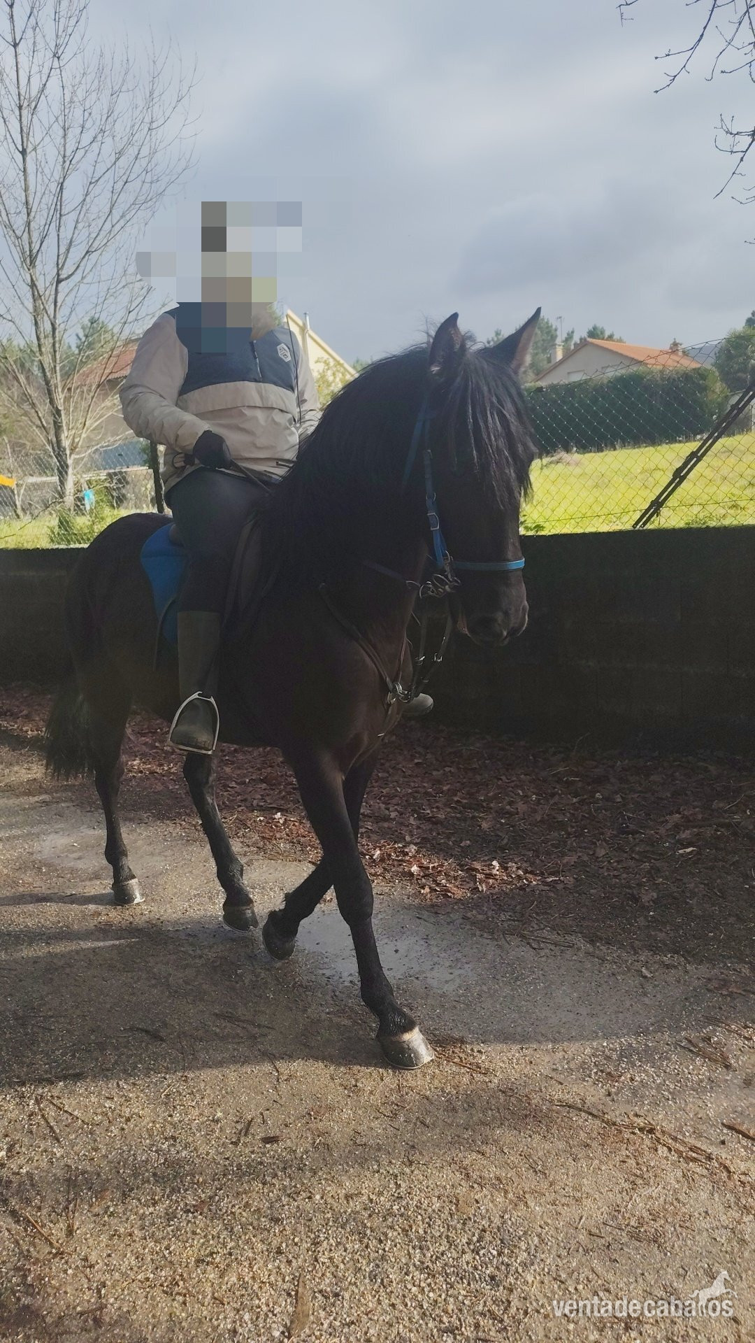 Se vende lusitano in 