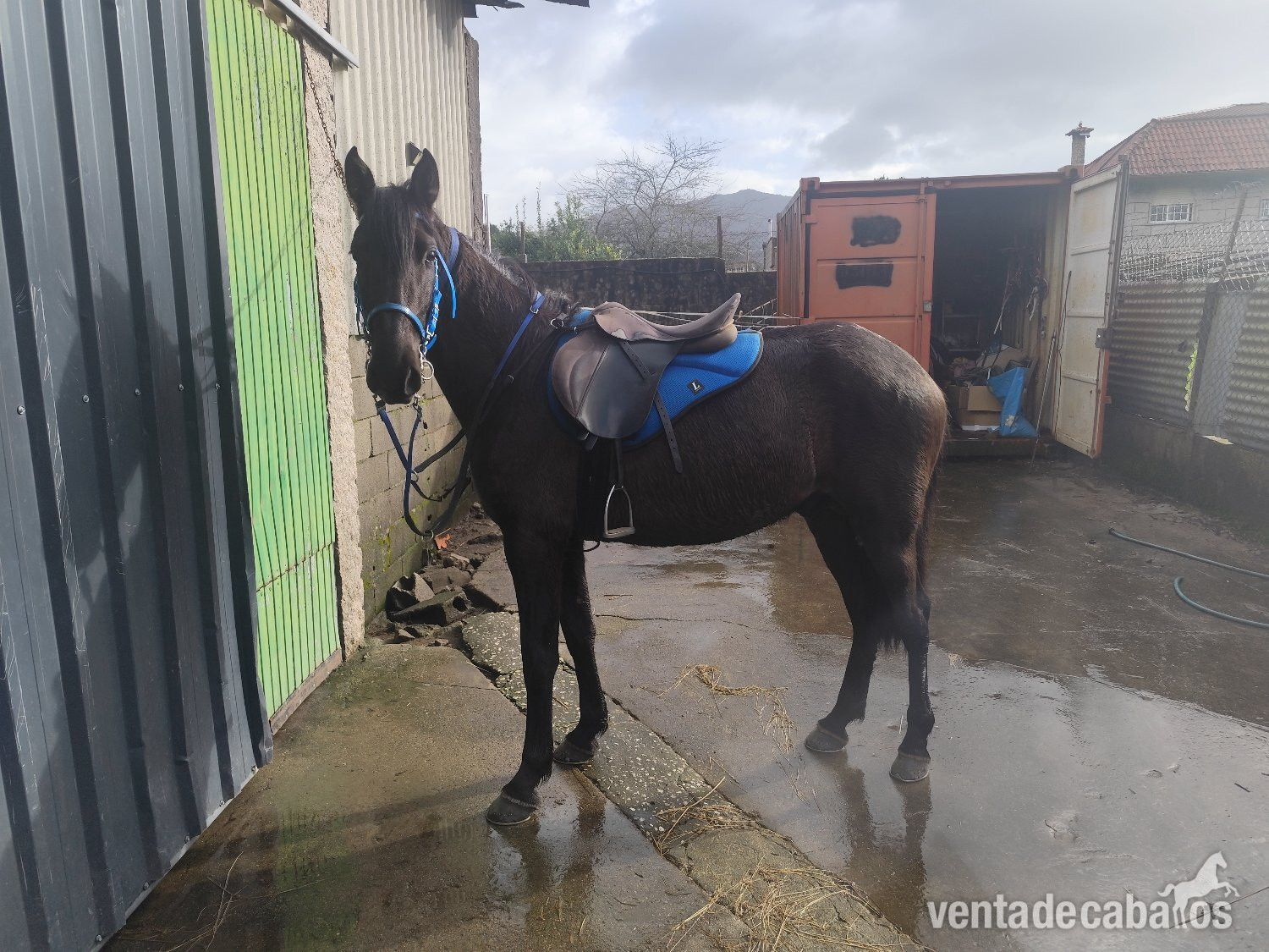 Caballos Enteros EMPTY - Se vende lusitano