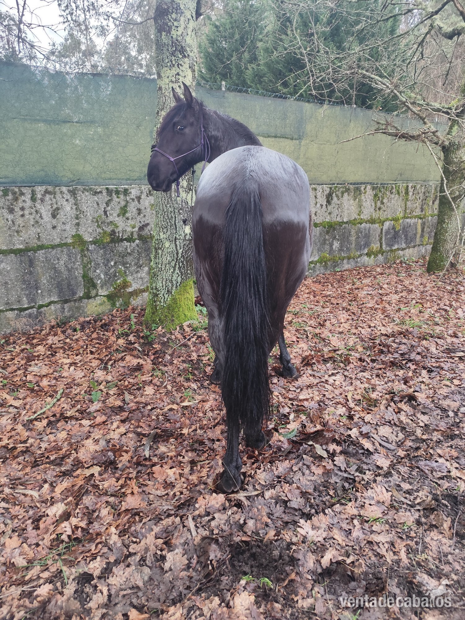 Se vende lusitano - Caballos Enteros EMPTY