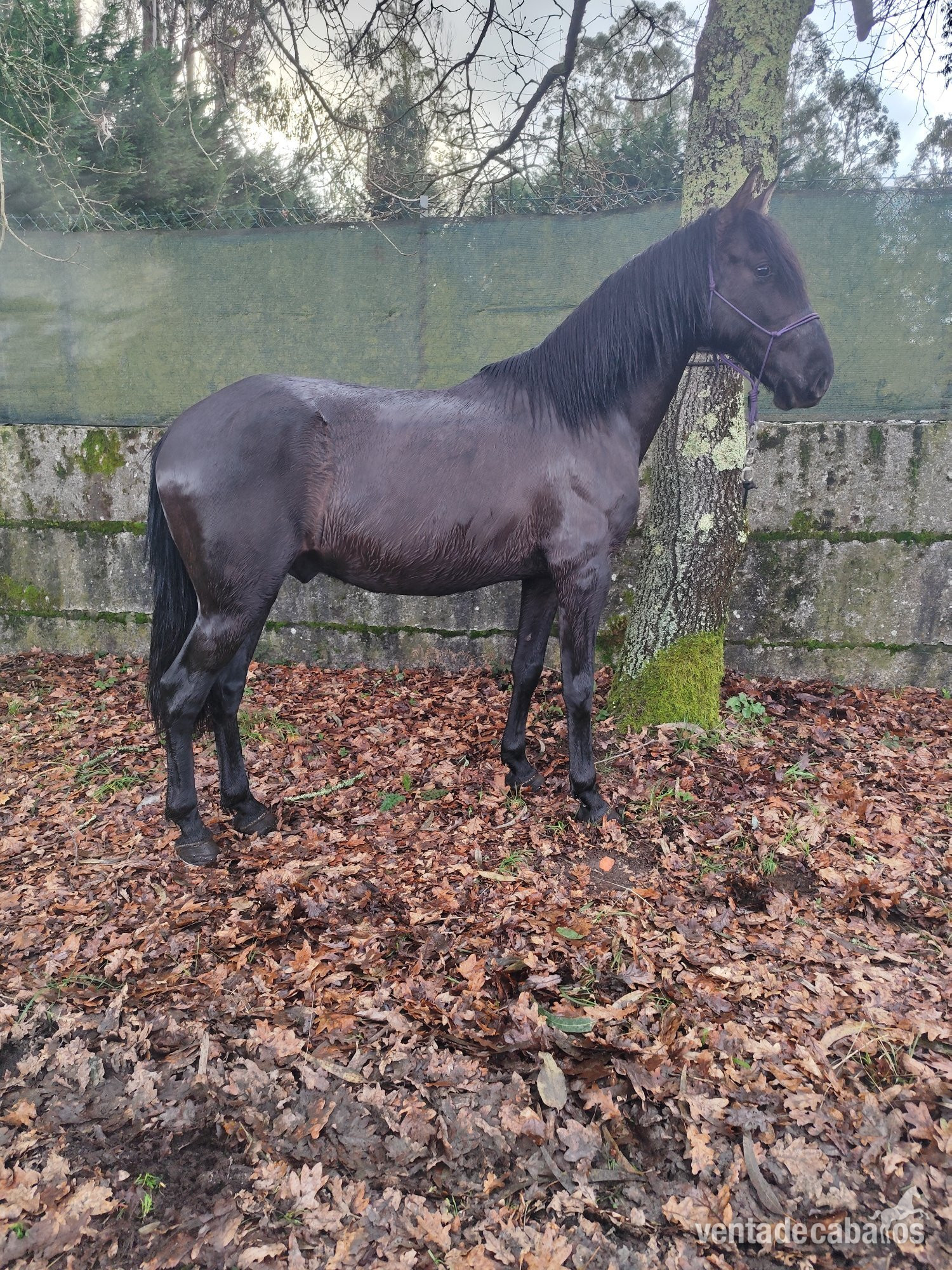 Se vende lusitano - EMPTY