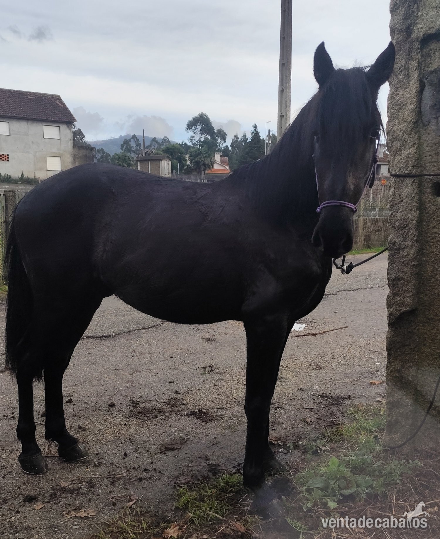 Se vende lusitano - Caballos Enteros