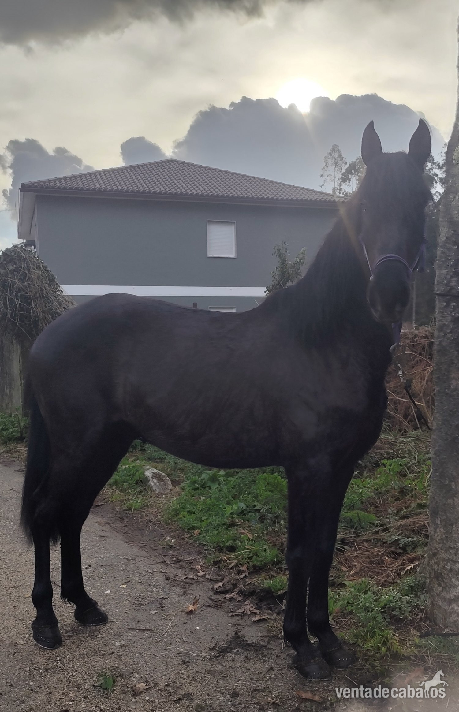Se vende lusitano