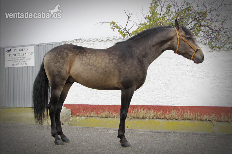 VENDO CABALLO PRE BAYO in 