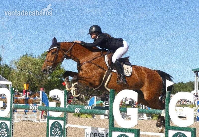 En venta caballo ideal para correr 130m con amateurs y niños in 