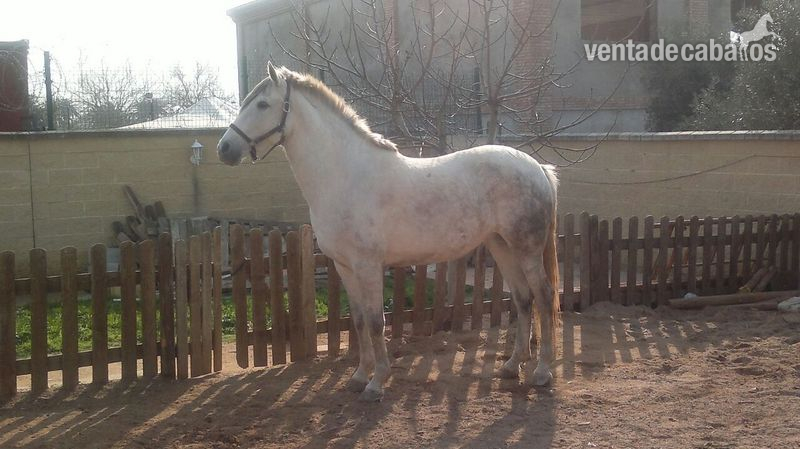 Yegua pura raza española in 