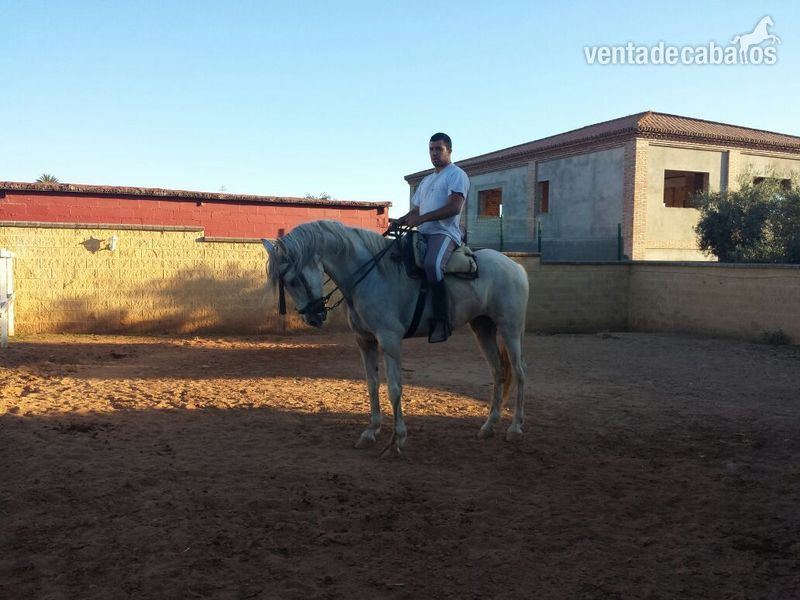 Pura Raza Española {TYPE}