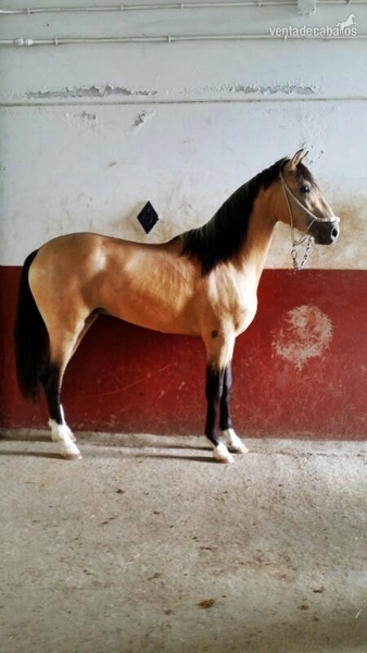 Caballo bayo pre in 
