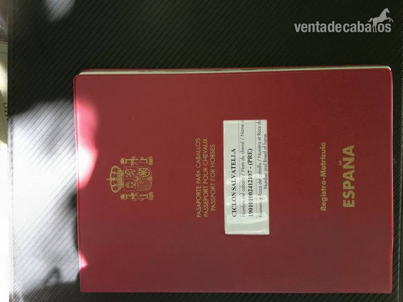 vendo caballo entero P.R.E in 