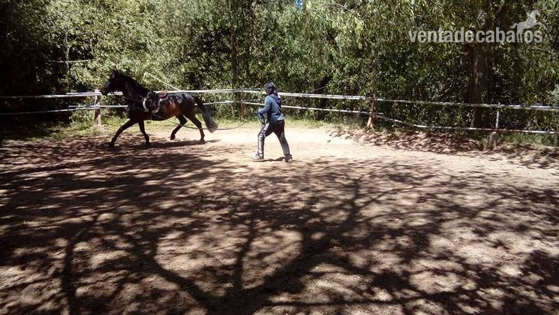 Pura Raza Española {TYPE}