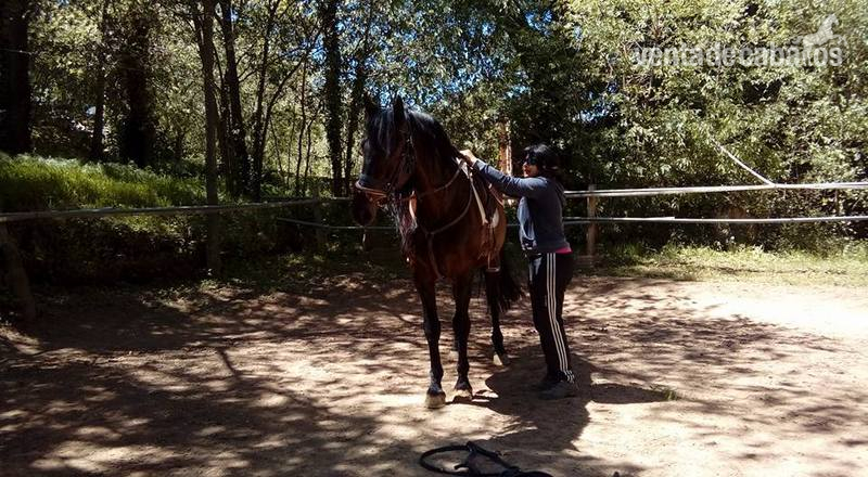 Caballos Pura Raza Española (P.R.E.) Pura Raza Española - vendo caballo entero P.R.E
