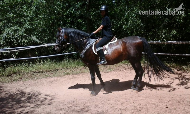 vendo caballo entero P.R.E - Caballos Pura Raza Española (P.R.E.) Pura Raza Española