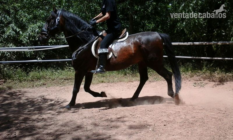 vendo caballo entero P.R.E - Pura Raza Española