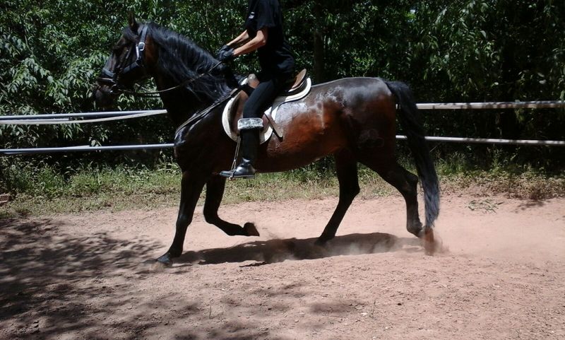 vendo caballo entero P.R.E - Pura Raza Española