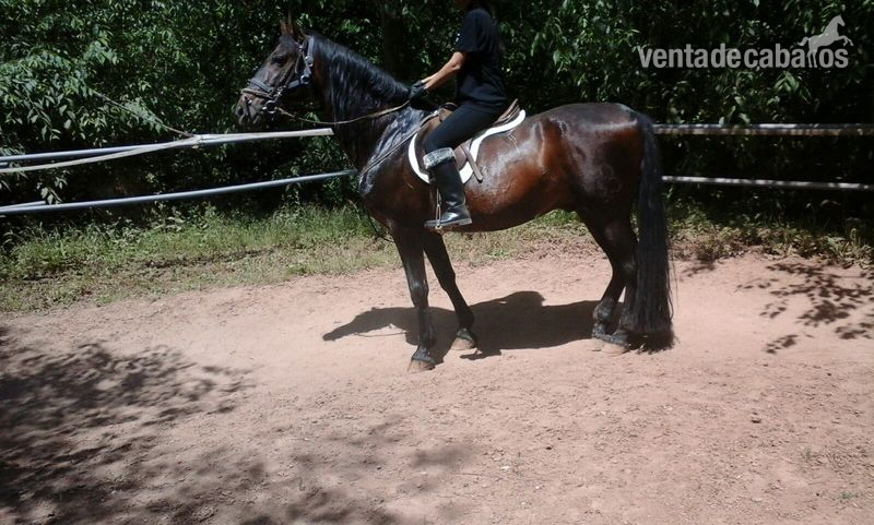 vendo caballo entero P.R.E - Caballos Pura Raza Española (P.R.E.)