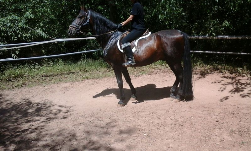 vendo caballo entero P.R.E - Caballos Pura Raza Española (P.R.E.)