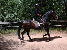 vendo caballo entero P.R.E