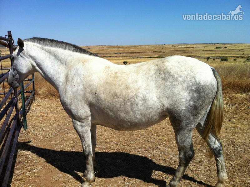 Venta lote yeguas PRE in 