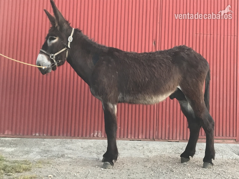 Burro semental.    in 