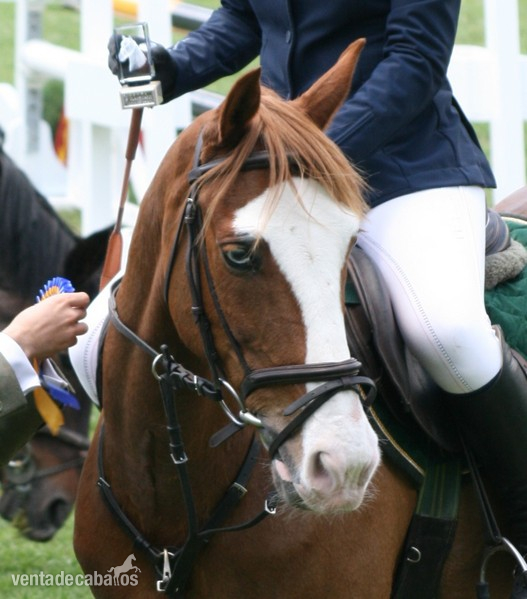 Poni de Competicion / Deporte