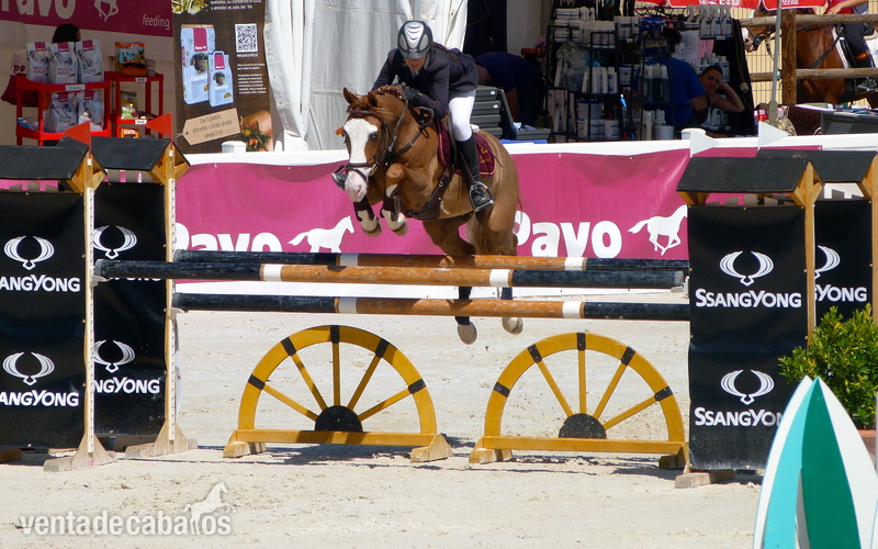 Poni de Competicion / Deporte {TYPE}